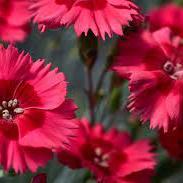 Dianthus-Cocktail-Cosmopolitan-Flower