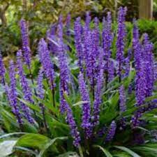 Liriope Muscari 'Big Blue' 20-25 Cm. - Herbaceous - Windyridge Garden Centre