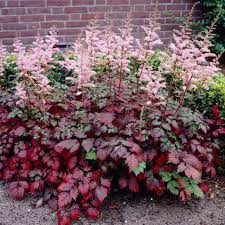 ASTILBE  Color Flash