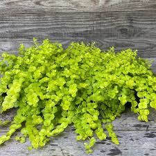 LYSIMACHIA Goldilocks