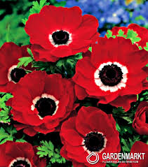ANEMONE HOLLANDIA X 10