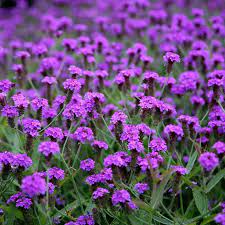 Verbena Rigida - Herbaceous - Windyridge Garden Centre