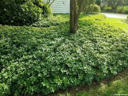 Pachysandra terminalis