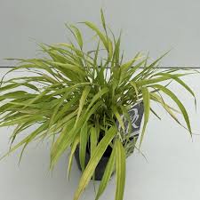 Hakonechloa macra Allgold