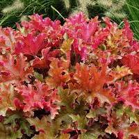Heuchera Marmalade - Herbaceous - Windyridge Garden Centre