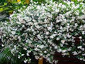Trachelospermum jasminoides