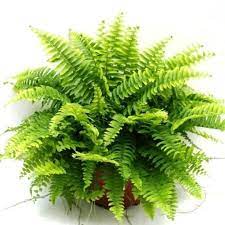 Nephrolepis exal. Green Lady  P18, hanging pot