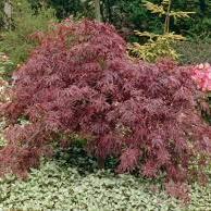 Acer pal. Inabatoshidare  60 to 70 CM