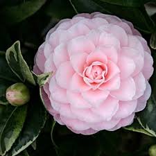 Camellia Jap. Nuccios Cameo - Shrubs - Windyridge Garden Centre