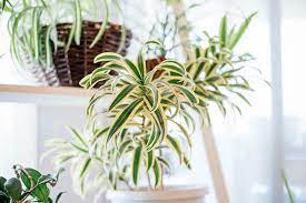 Chlorophytum mix hanging pot