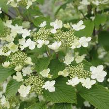 Viburnum Plicatum Kilimandjaro - Shrubs - Windyridge Garden Centre