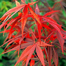 Acer pal. Red Pygmy 150-175 cm 35L