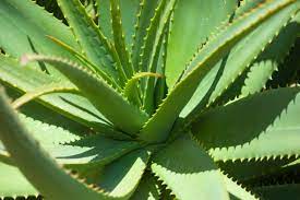 Aloe Vera (15cm Pot)