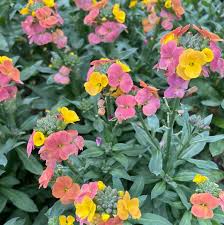 Erysimum Leya Rainbow Glow - Herbaceous - Windyridge Garden Centre