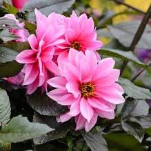 Dahlia 'Fascination' - Herbaceous - Windyridge Garden Centre