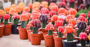 Chin-Cactus-Gymnocalycium-Mix-Potted-mix-2