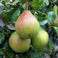 Pyrus c. Doyenne du Comice