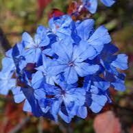 Ceratostigma Willmottianum - Shrubs - Windyridge Garden Centre