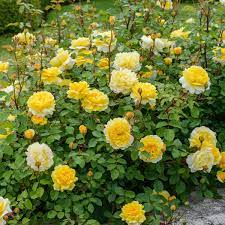 Rosa The Poets Wife