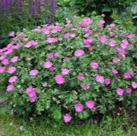 Geranium Max Frei