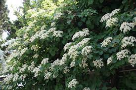 Hydrangea Anomala Petiolaris - Climbers - Windyridge Garden Centre