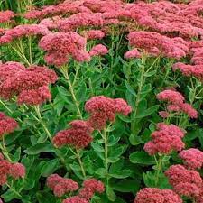 Sedum Spectabilis/Autumn Joy