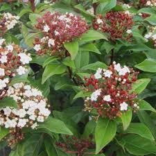 Viburnum Tin. Lisarose - Shrubs - Windyridge Garden Centre