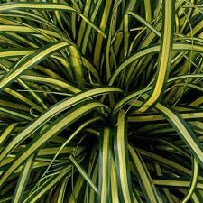 Carex Everoro  3Ltr Pot - Herbaceous - Windyridge Garden Centre
