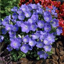 Campanula carp. Blaue Clips