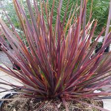 Libertia Ixiodes Taupo Sunset - Herbaceous - Windyridge Garden Centre