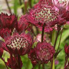 Masterwort Astrantia Major Moulin Rouge (2Ltr Pot) - Herbaceous - Windyridge Garden Centre