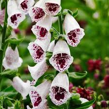 Digitalis Pur. Pams Choice - Herbaceous - Windyridge Garden Centre