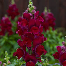 Antirrhinum Candy Red