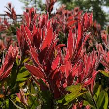 Callistemon Citr. Red Rocket - Shrubs - Windyridge Garden Centre