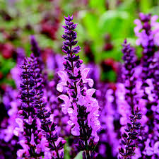 Salvia Sensation Pink - Herbaceous - Windyridge Garden Centre