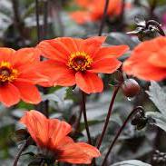 Dahlia Bishop Of Oxford 2L - Herbaceous - Windyridge Garden Centre