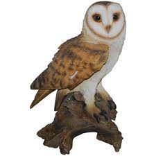 Real Life Barn Owl B