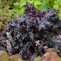 HEUCHERA Black Taffeta