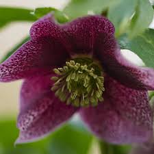 Helleborus Viv Eloisa - Herbaceous - Windyridge Garden Centre