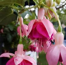 Fuchsia Garden News - Shrubs - Windyridge Garden Centre