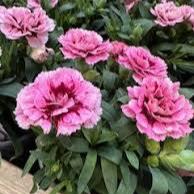 Trixi Dianthus Sel. Oscar 2 - Bedding - Windyridge Garden Centre