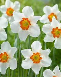 NARCISSUS JUNE ALLYSON 7