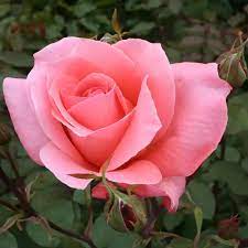 Rosa Blessings