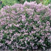 Syringa meyeri Palibin  4.5 Ltr pot