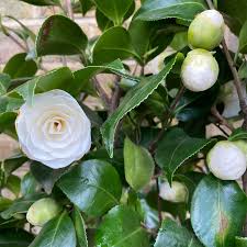 Camellia J. Centifolia Alba  80-100 Cm C10 - Shrubs - Windyridge Garden Centre