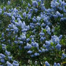 Ceanothus Impressus Victoria - Shrubs - Windyridge Garden Centre