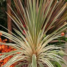 Cordyline A. Torbay Dazzler - Shrubs - Windyridge Garden Centre