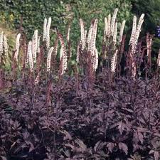Actaea Simp. 'Brunette' - Herbaceous - Windyridge Garden Centre