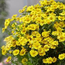 Helenium 'Lemon Sundae' - Herbaceous - Windyridge Garden Centre