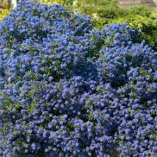 Ceanothus Impressus Victoria - Shrubs - Windyridge Garden Centre